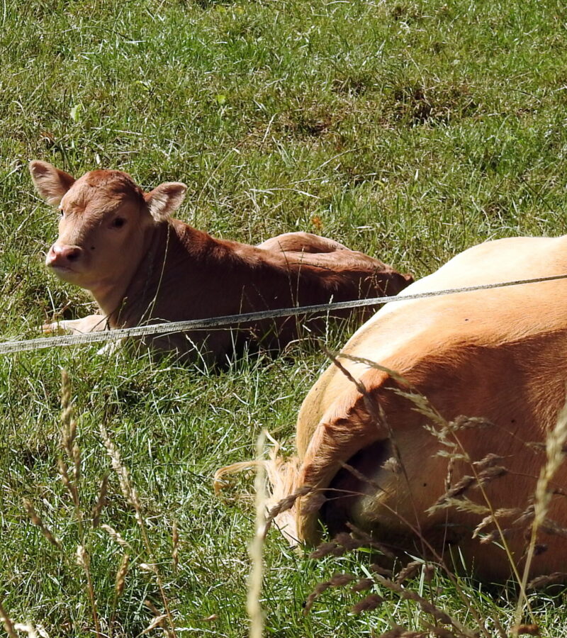Immer wieder: Kalb oder Kuh?