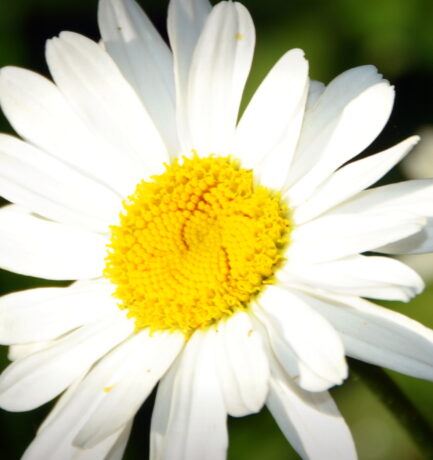 Blume oder Zahl? Was war zuerst da?