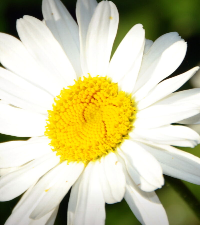 Blume oder Zahl? Was war zuerst da?