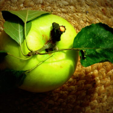 One apple a day keeps the doctor away