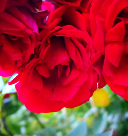 Von Anbeginn an rote Rosen