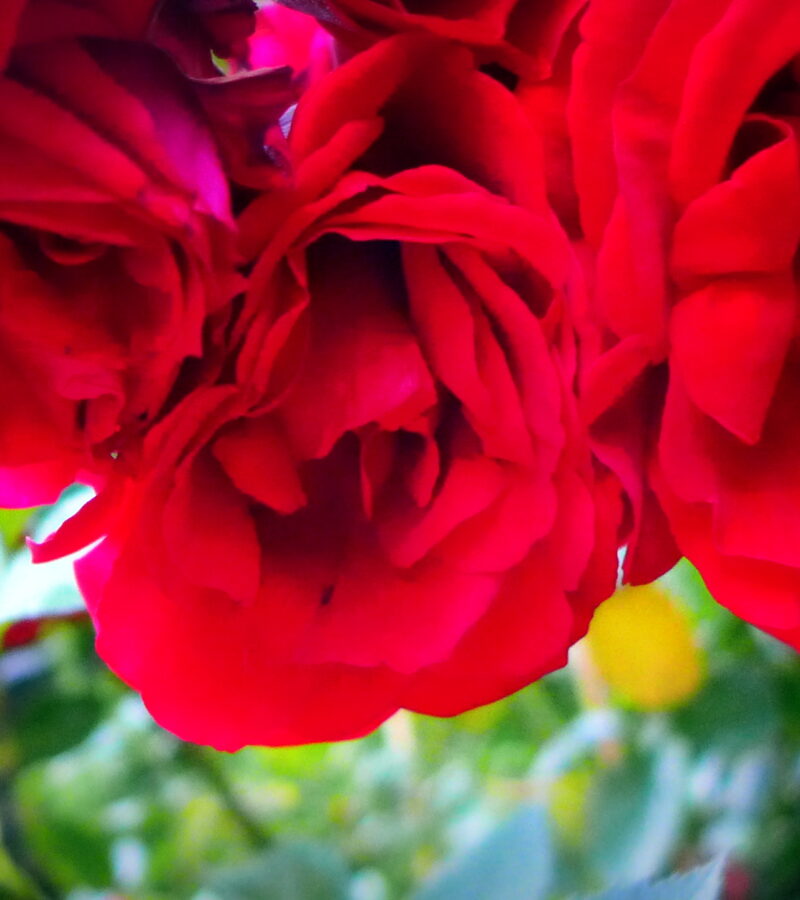 Von Anbeginn an rote Rosen