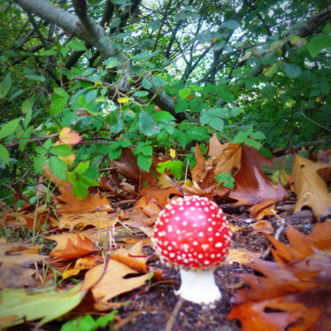 Die Grenzen meiner Sprache bedeuten die Grenzen meiner Welt