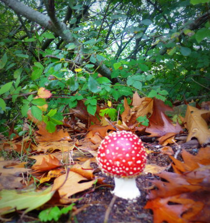Die Grenzen meiner Sprache bedeuten die Grenzen meiner Welt