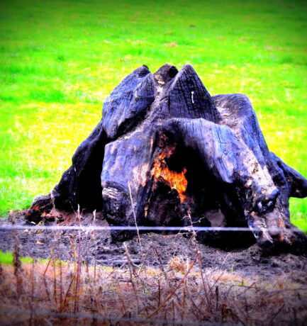 Erst wenn der Baum gefällt, weint man.