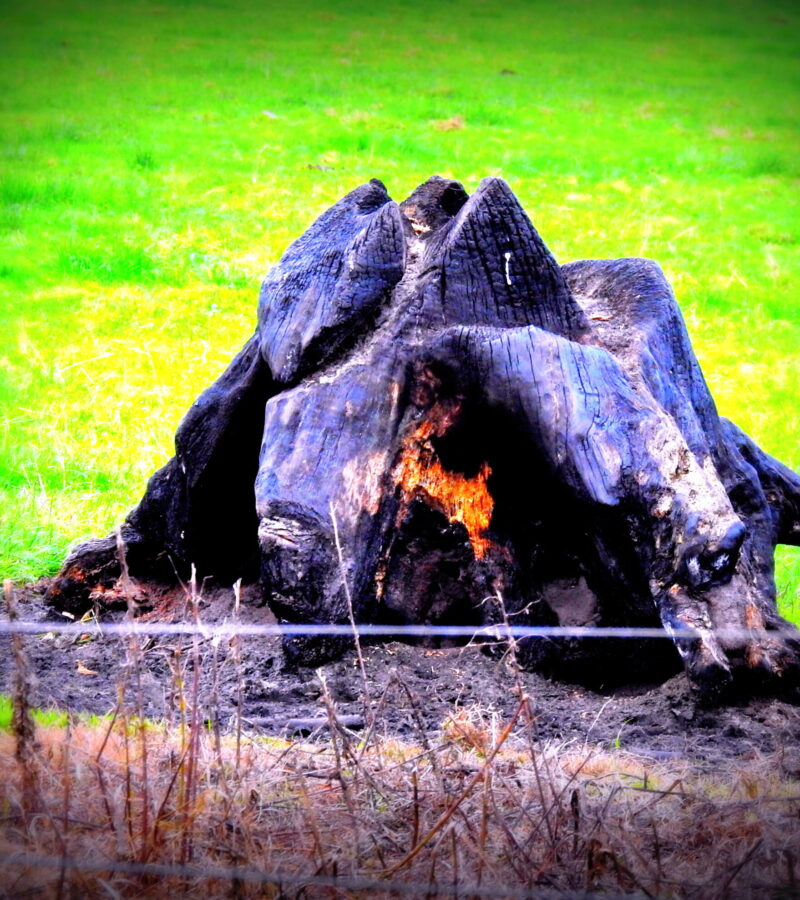 Erst wenn der Baum gefällt, weint man.