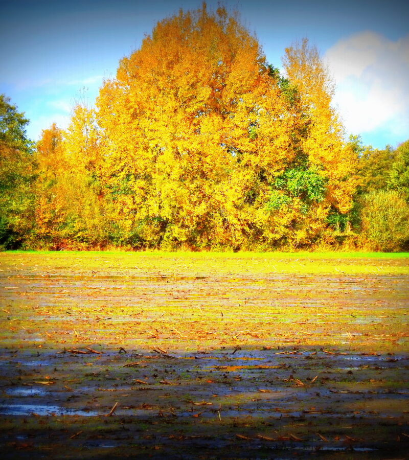 Dankbarkeit kostet nichts, tut Menschen aber gut!