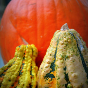 Orange und rund, das ist gesund!