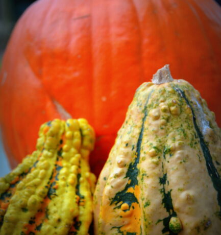 Orange und rund, das ist gesund!