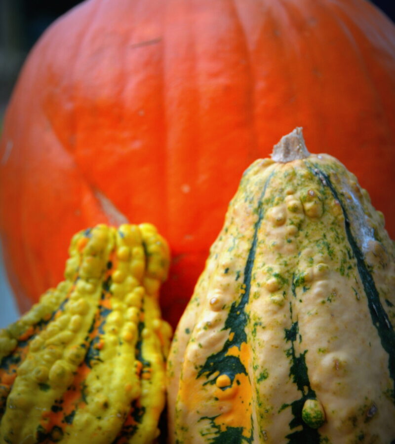 Orange und rund, das ist gesund!