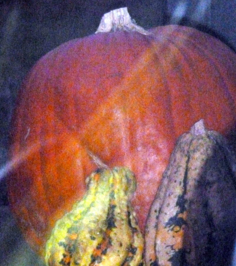 Orange und rund, das ist gesund!