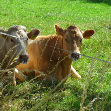 Wär‘ der erste Tiermaler heute ein bedeutender Fotograf?