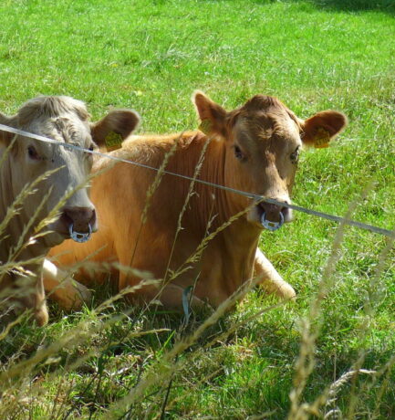 Wär‘ der erste Tiermaler heute ein bedeutender Fotograf?