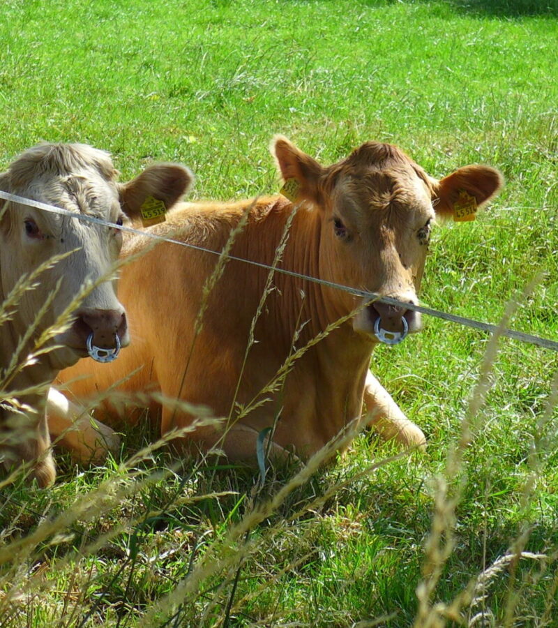 Wär‘ der erste Tiermaler heute ein bedeutender Fotograf?