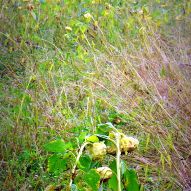 Ahnungen sind Regungen