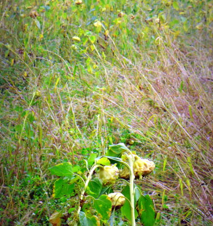 Ahnungen sind Regungen
