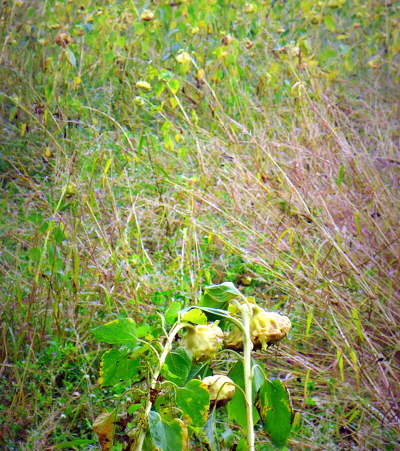 Ahnungen sind Regungen