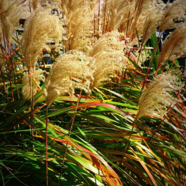 Let the Sunshine in!