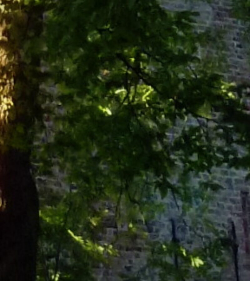 Wer den Winter nicht meidet, hat die schönsten Blumen verdient!