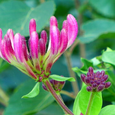 Die Pflanze ist giftig! Oder „Wenn man vom Rathaus kommt, ist man klüger“!