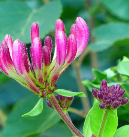 Die Pflanze ist giftig! Oder „Wenn man vom Rathaus kommt, ist man klüger“!