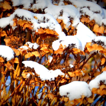 Blaue Hortensie mit Schnee