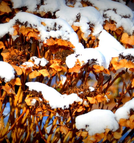 Blaue Hortensie mit Schnee