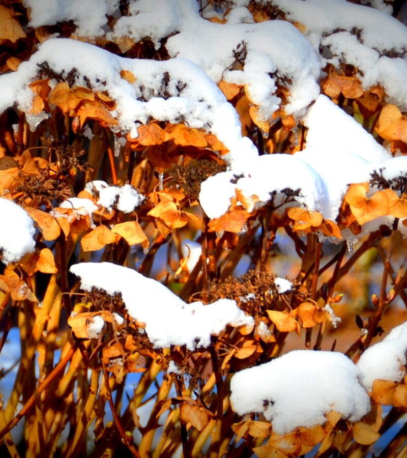 Blaue Hortensie mit Schnee