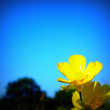 Gelbe Blumen, jetzt vorrangig unter der Erde!