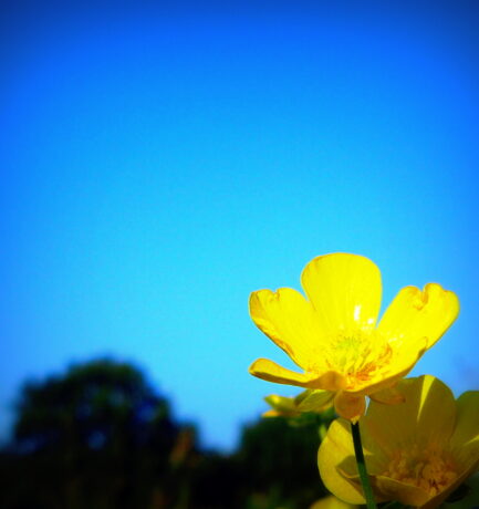 Gelbe Blumen, jetzt vorrangig unter der Erde!