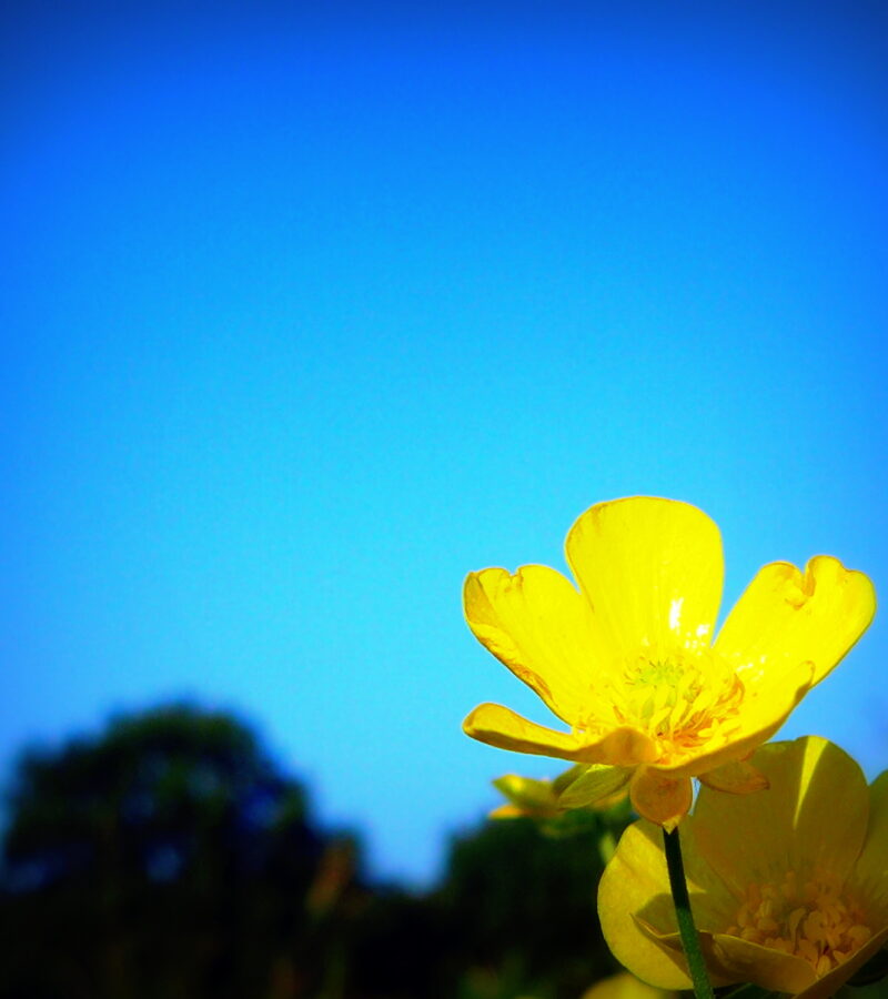 Gelbe Blumen, jetzt vorrangig unter der Erde!