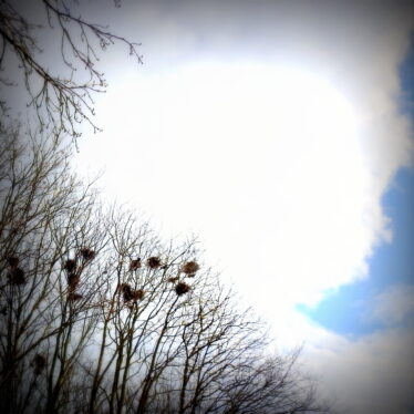 Anerkannte Weisheit: Hätten die Menschen Flügel und schwarze Federn, wären nur wenige klug genug, um Krähen zu sein.