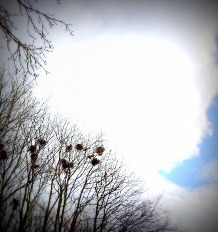 Anerkannte Weisheit: Hätten die Menschen Flügel und schwarze Federn, wären nur wenige klug genug, um Krähen zu sein.