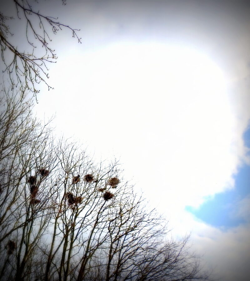 Anerkannte Weisheit: Hätten die Menschen Flügel und schwarze Federn, wären nur wenige klug genug, um Krähen zu sein.