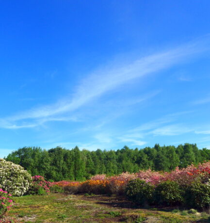 Rhodo steht jetzt stellvertretend für Schönheit