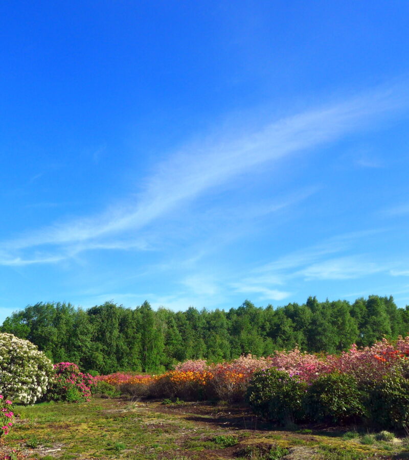 Rhodo steht jetzt stellvertretend für Schönheit