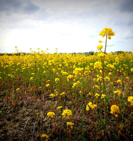Blüht der Raps, kommt’s zum Sonnenland