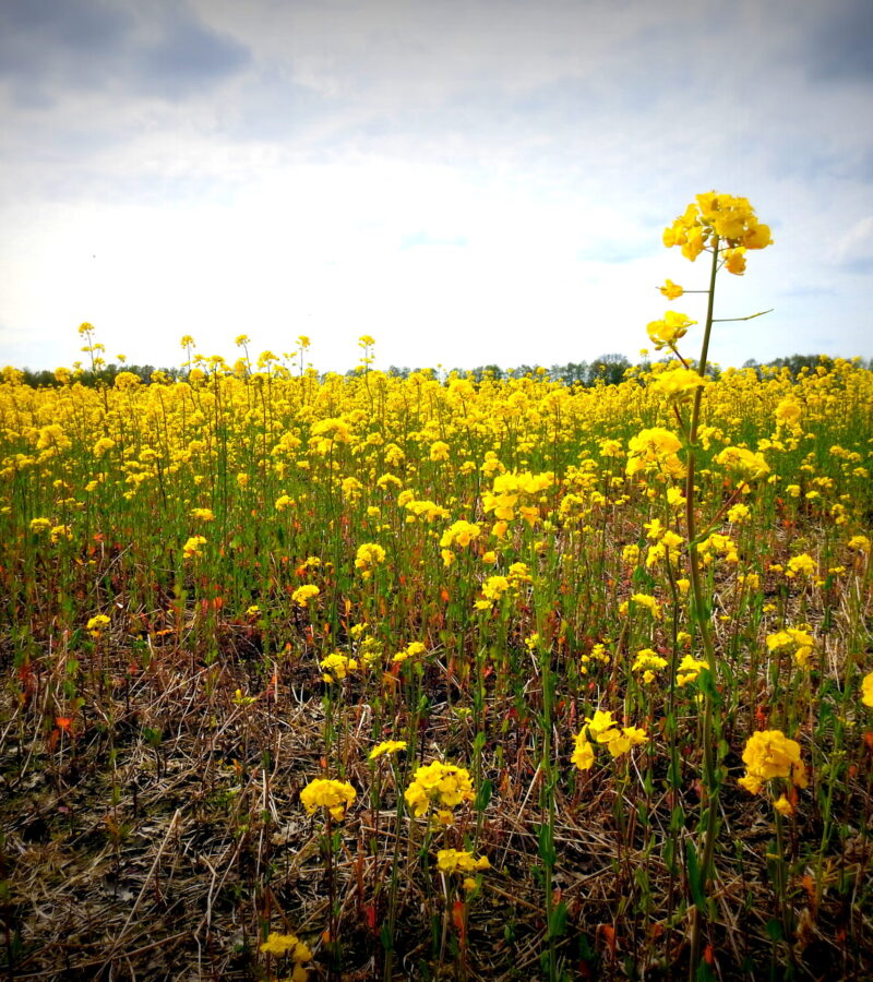 Blüht der Raps, kommt’s zum Sonnenland