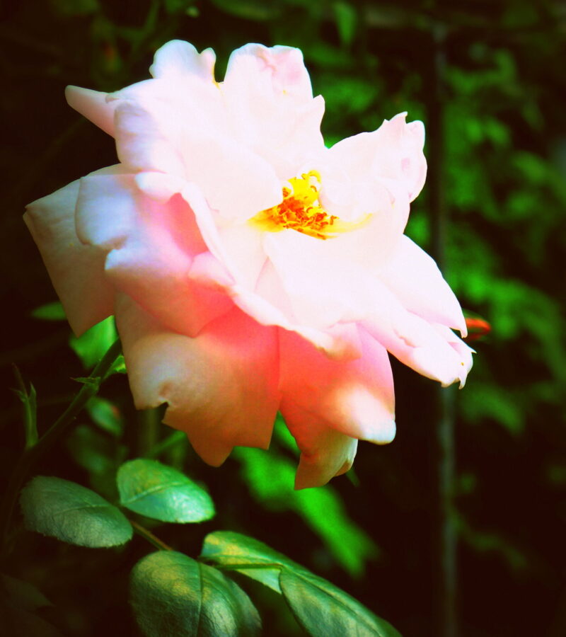 Große Künstler sind von Moral