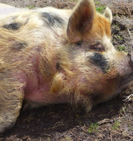 Ein Glücksschwein schläft