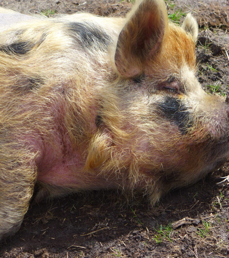 Ein Glücksschwein schläft