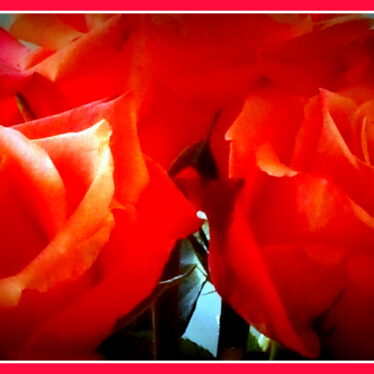 Dafür die schönsten Rosen: „Mein ganzes Leben, meine ganze Seele, mein ganzer Geist ist es, dieses Horn zu blasen.“