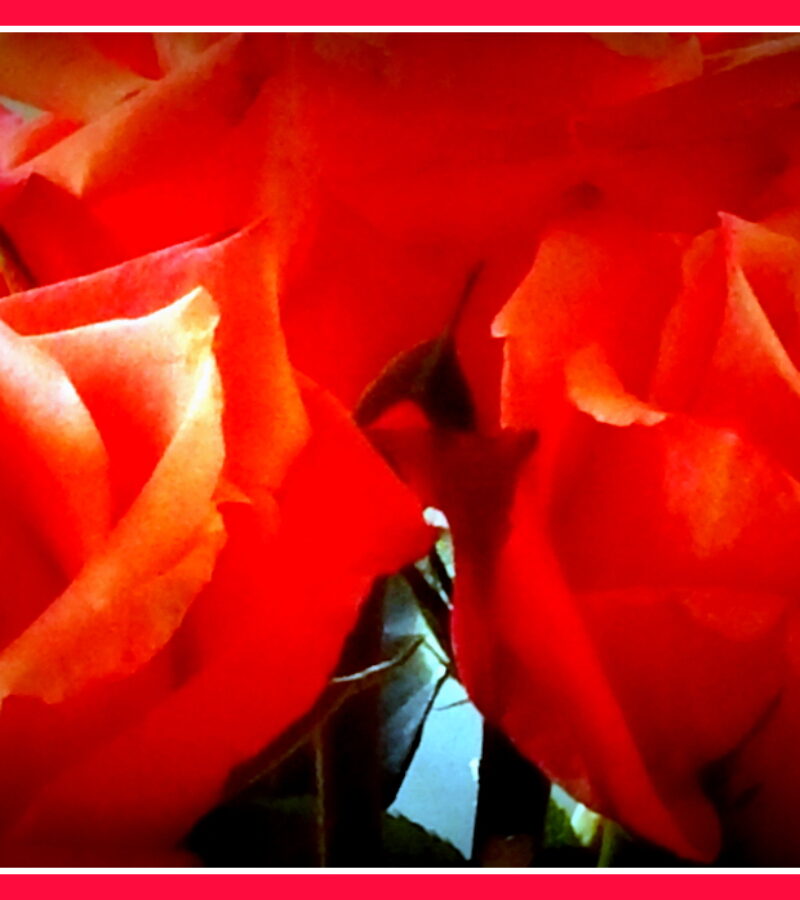Dafür die schönsten Rosen: „Mein ganzes Leben, meine ganze Seele, mein ganzer Geist ist es, dieses Horn zu blasen.“