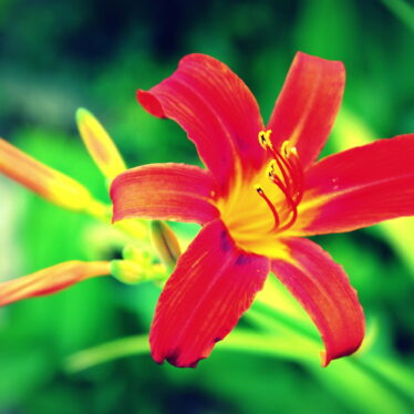 Lilien im Garten