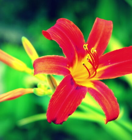 Lilien im Garten