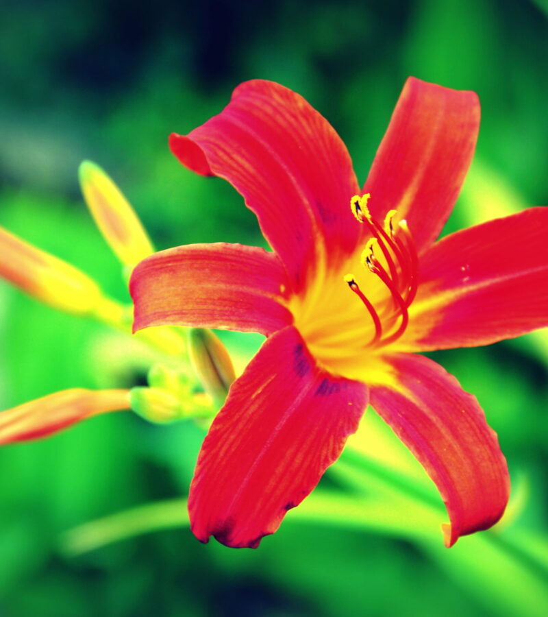 Lilien im Garten